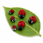 Six glass lampwork ladybugs on leaf – 3 large and 3 small