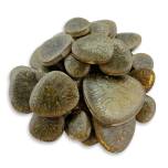 BrookStone ~ BP-133 Woodland Frost