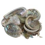 Abalone Chunks